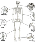 5.9-Foot Life-Size Poseable Skeleton For Halloween Decor detailed view with jaw, shoulder, wrist, elbow, knee, ankle joints