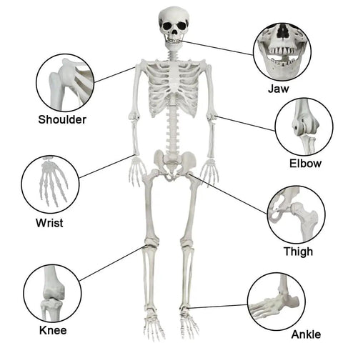 5.9-Foot Life-Size Poseable Skeleton For Halloween Decor detailed view with jaw, shoulder, wrist, elbow, knee, ankle joints