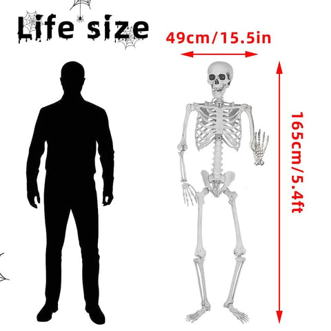 5.4Ft Life Size Halloween Skeleton With Movable Joints For Indoor Outdoor Setup next to human silhouette for size comparison