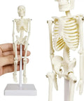 Realistic Human Skeleton Teaching Model Full Body With Life Size Vertebral Column Detail For Anatomy Classes And Medical Education Cast From Real Human Bones Durable Classroom Display in hand for scale, highlighting detailed spine and ribs