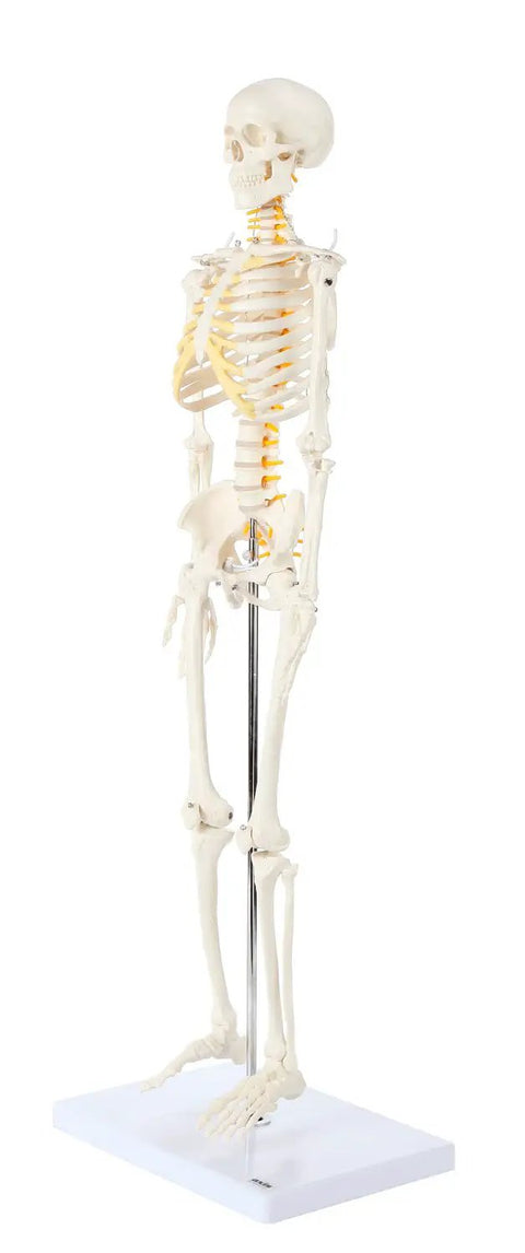 Mini Human Skeleton Model With Metal Stand, 31 Inch Tall, Fully Articulated Joints, Removable Arms And Legs, Easy Assembly shown on stand