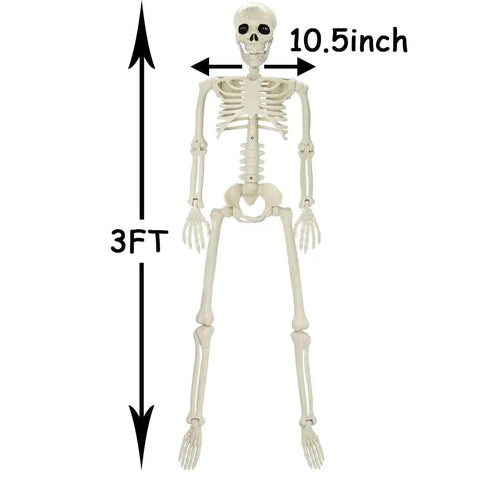 36 Inch Full Body Skeleton Prop With Movable Joints Realistic Plastic Bones shown upright with measurements.