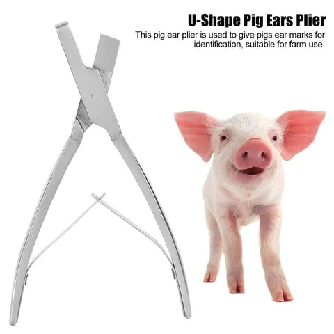 Stainless Steel Pig Ear Tag Pliers For Farm Animals Identification Tool V Shape Lightweight And Durable beside a pig