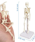 Miniature realistic human skeleton teaching model in hand and standing on base with dimensions shown.