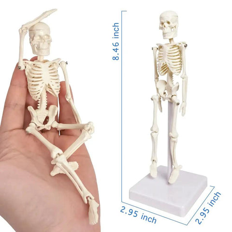Miniature realistic human skeleton teaching model in hand and standing on base with dimensions shown.