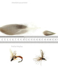 Pack Of 50 Flank Feathers For Fly Tying Natural Barred Mallard Duck Flank Feathers With Wild Goose Hair Wing with ruler scale