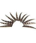 Arrow Fletching Shield Type 4 Inch Or 5 Inch Natural Stripe Turkey Feather Fletching Kit 50 Pack For DIY Arrows arranged in fan shape