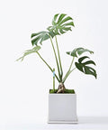 Two Pack Green Aquameter Plant Moisture Sensor Pens For In Soil Leave-In Moisture Meter That Stays Put Ideal For 6 To 12 Inch Pots Large Size Continuous Readouts For Healthy Plants For Busy Plant Parents in white potted monstera