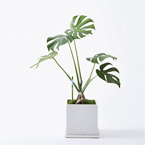Two Pack Green Aquameter Plant Moisture Sensor Pens For In Soil Leave-In Moisture Meter That Stays Put Ideal For 6 To 12 Inch Pots Large Size Continuous Readouts For Healthy Plants For Busy Plant Parents in white potted monstera