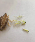 Eggshell Hatch Kit For Classroom Science, Hands On Biology Projects, And Student Learning, Easy Daily Mist For Faster Hatching, Ideal STEM Activity For Kids And Teens mantis eggshell with hatchlings