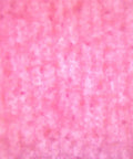 Submerged Elodea Leaf Microscope Slide Prepared For Microscopy, Whole Mount, 75mm Wide By 25mm Long, Crystal Clear Chloroplast Visualization For Classroom Lab And Home Science Study, pink-stained leaf cells
