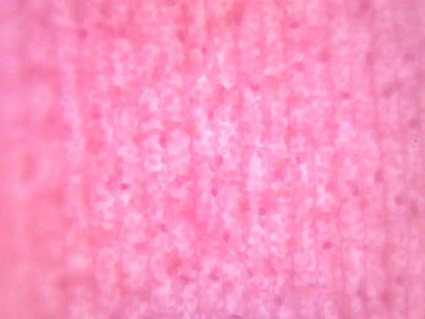 Submerged Elodea Leaf Microscope Slide Prepared For Microscopy, Whole Mount, 75mm Wide By 25mm Long, Crystal Clear Chloroplast Visualization For Classroom Lab And Home Science Study, pink-stained leaf cells