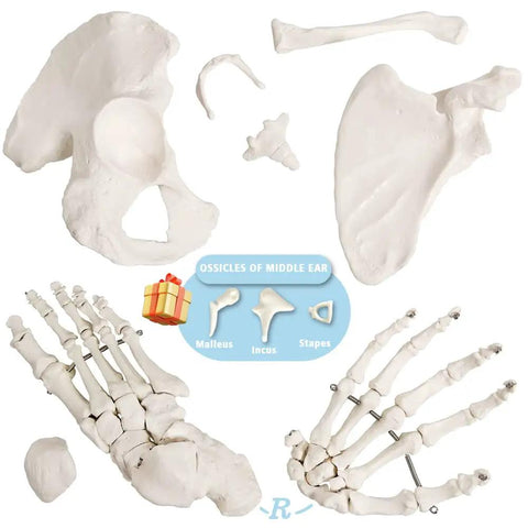 Full Size 67 Inch Anatomy Skeleton Model with 3 Posters dissected bones, including articulated hands and detailed skull for medical studies.
