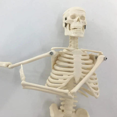 Close-up of Mini Human Skeleton Model with Movable Arms and Legs on Metal Stand 17 Inch Petite Anatomy Skeleton for study or decor.