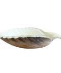 USZWBY Bathroom Vessel Sink Tempered Glass Bathroom Vessel Sink Shell Shape Above Counter Bathroom Vessel Vanity Sink with elegant design.