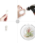 Hanging Glass Terrarium Planter Set Of 2 For Hydroponics And Air Plants, wall mounting steps and oblate vase with air plant.