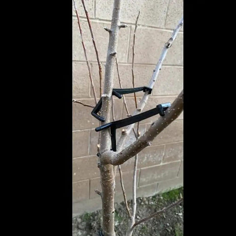 Installed black plastic spreader on young tree limb, part of 50 Pieces Fruit Tree Limb Spreaders Set For Open Canopy Growth