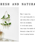 Wall Mounted Water Culture Plant Station with Wooden Bracket and Glass Tube Vases, easy indoor decor with climbing plants.