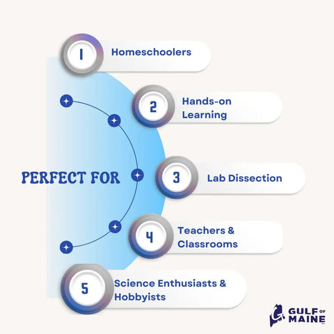 Infographic showing uses for Preserved Northern Sea Star; homeschoolers, hands-on learning, lab dissection, classrooms, science hobbyists