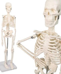 Mini Human Skeleton Model With Movable Arms And Legs On Metal Stand 17 Inch Petite Anatomy Skeleton Ideal For Students