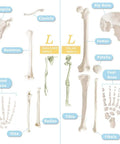 Detailed view of bones from Full Size 67 Inch Anatomy Skeleton Model With 3 Posters, showing limb and torso bones for medical study.