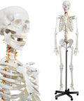 Life Size Human Skeleton Model For Anatomy With Nervous System And Rolling Stand 70.8 Inch Medical Skeleton For Study And Display