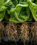 Fresh green lettuce plants with exposed roots and water droplets, close-up.