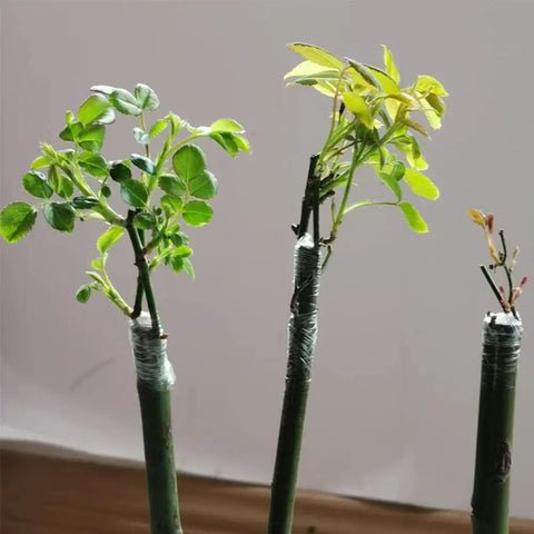 Two Pack Grafting Tape For Plants Stretchable Garden Tape For Budding And Grafting Waterproof Self Adhesive Plant Repair Tape on grafts