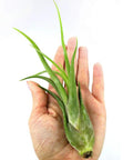4 Inch Tillandsia Ionantha Air Plants Set Of 3 Assorted Large Air Plants For No-Fuss, Easy-Care Indoor Air Purifying Decor That Brings Fresh Color To Your Home Or Garden Space., hand holding a 4-inch green Tillandsia ionantha air plant