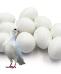 10 Pack Realistic Solid Plastic Pigeon Eggs Lookalikes For Racing Pigeons Training And Hatching Supplies Non Toxic Odorless Safe Size 36mm By 27mm Pack