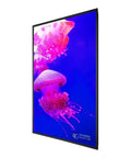 Next Level 85 Inch Led Lcd Flat Panel Featuring Smooth 4K Ultra Hd Clarity And Sleek Black Build For Heavy Duty Corporate Environments And Seamless Multi Input Playback displaying colorful jellyfish.