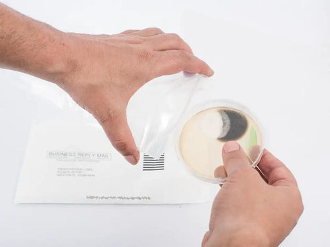 Person handling petri dish with mold sample next to prepaid mailer for DIY Air and Surface Mold Test Kit for Home Use With Prepaid Return Mailer and Expert Consultation, Fast Lab Analysis and Clear Results in Just 48 Hours