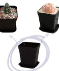 24 Pack 3 Inch Black Square Plastic Plant Pots With Saucers for Indoor and Outdoor Use, shown with succulents and empty pot view