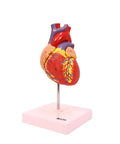 Life Size Human Heart Model Hands On With 34 Labeled Structures And Two Part Magnetic Design Mounted On Base Includes Anatomy Study Manual For Medical Students And Educational Labs