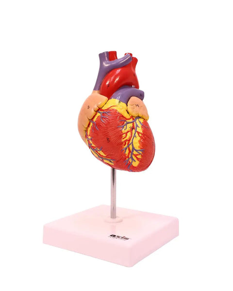 Life Size Human Heart Model Hands On With 34 Labeled Structures And Two Part Magnetic Design Mounted On Base Includes Anatomy Study Manual For Medical Students And Educational Labs