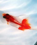 Goldfish swimming gracefully in a clear bowl, featuring vibrant orange colors against a light background.