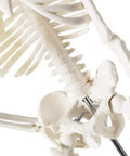 Close-up of Mini Human Skeleton Model For Anatomy Learning, 17.7 Inch Full Body Skeleton with pelvis details, Non-Toxic PVC.
