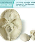 Totally Realistic Mini Human Skull Model With Removable Cap And Moving Jaw Six Part Anatomical Skull 3.5 Inch - view of inner skull