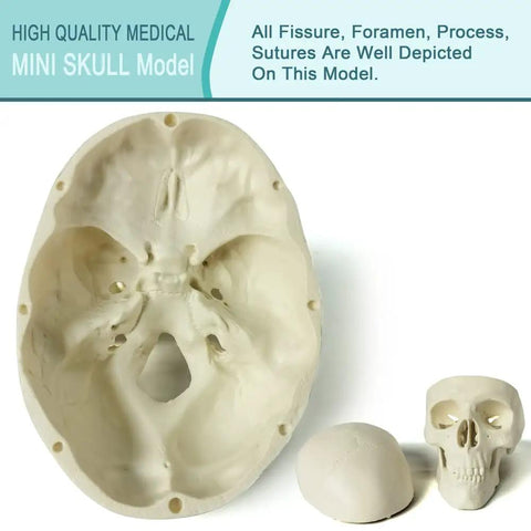 Totally Realistic Mini Human Skull Model With Removable Cap And Moving Jaw Six Part Anatomical Skull 3.5 Inch - view of inner skull