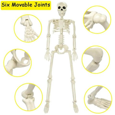 36 Inch Full Body Skeleton Prop with Movable Joints Realistic Plastic Bones showing six adjustable joints for Halloween decor