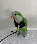 Parrot wearing Soft Fleece Parrot Flight Harness Vest With 2 Meter Leash for outdoor training.