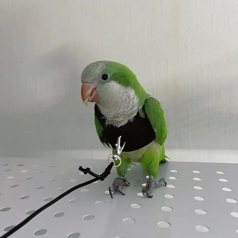 Parrot wearing Soft Fleece Parrot Flight Harness Vest With 2 Meter Leash for outdoor training.