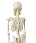 Rear view of Realistic Human Skeleton Teaching Model Full Body With Life Size Vertebral Column Detail For Anatomy Classes And Medical Education Cast From Real Human Bones Durable Classroom Display