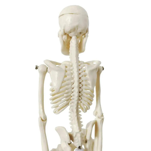 Rear view of Realistic Human Skeleton Teaching Model Full Body With Life Size Vertebral Column Detail For Anatomy Classes And Medical Education Cast From Real Human Bones Durable Classroom Display