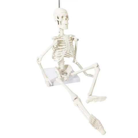 Mini Human Skeleton Model For Anatomy Learning, 17.7 Inch Full Body Skeleton With Movable Arms And Legs On Base, Non-Toxic PVC