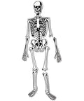Full view of Hands On Skeleton Floor Puzzle for Classrooms and Home, A STEM Anatomy Activity With Fifteen Foam Bones, Double Sided With Labeled Bones