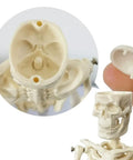 Realistic Human Skeleton Teaching Model Full Body With Life Size Vertebral Column Detail For Anatomy Classes And Medical Education Cast From Real Human Bones Durable Classroom Display showing skull with removable lid.