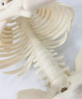 Close-up of Mini Human Skeleton Model With Movable Arms And Legs On Metal Stand 17 Inch Petite Anatomy Skeleton ribcage and spine