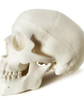 Totally Realistic Mini Human Skull Model with Removable Cap and Moving Jaw, 3.5-inch anatomical skull side view