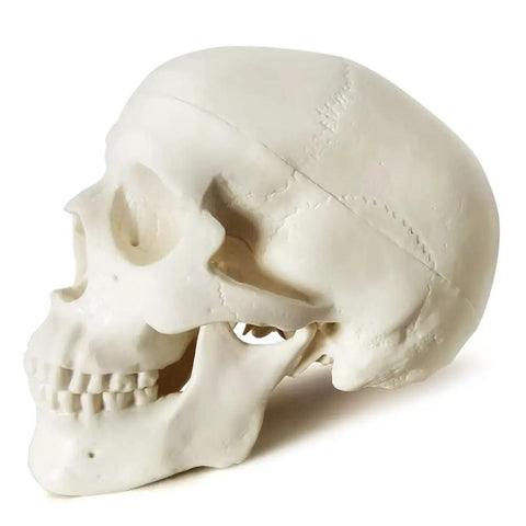 Totally Realistic Mini Human Skull Model with Removable Cap and Moving Jaw, 3.5-inch anatomical skull side view